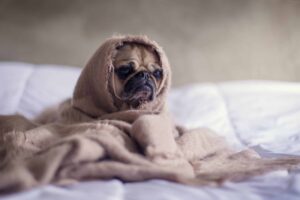 Dog scared because of 4th of July fireworks | How to Keep Your Dog Calm And Safe This 4th of July | Evergreen Natural Pet