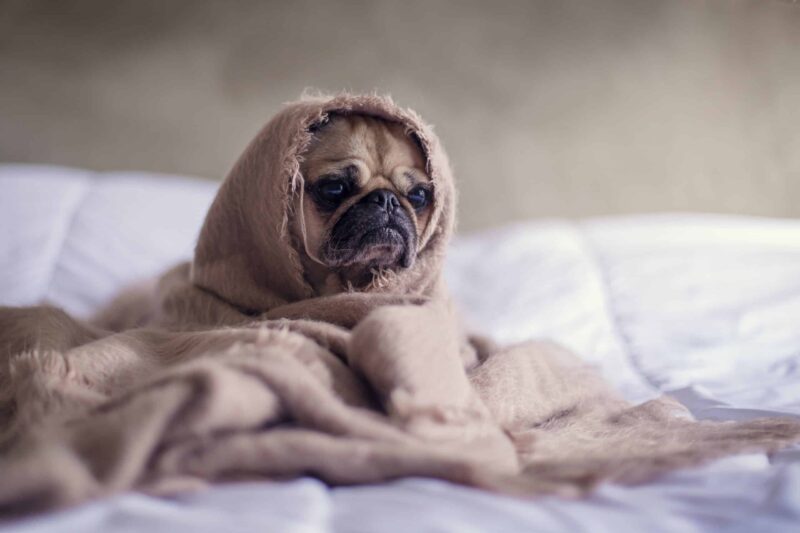 Dog scared because of 4th of July fireworks | How to Keep Your Dog Calm And Safe This 4th of July | Evergreen Natural Pet