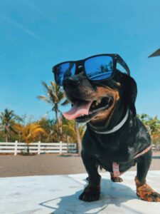 Dog Enjoying Summer | How to Keep Your Furry Friends Safe in the Summer Heat? | Evergreen Natural Pet