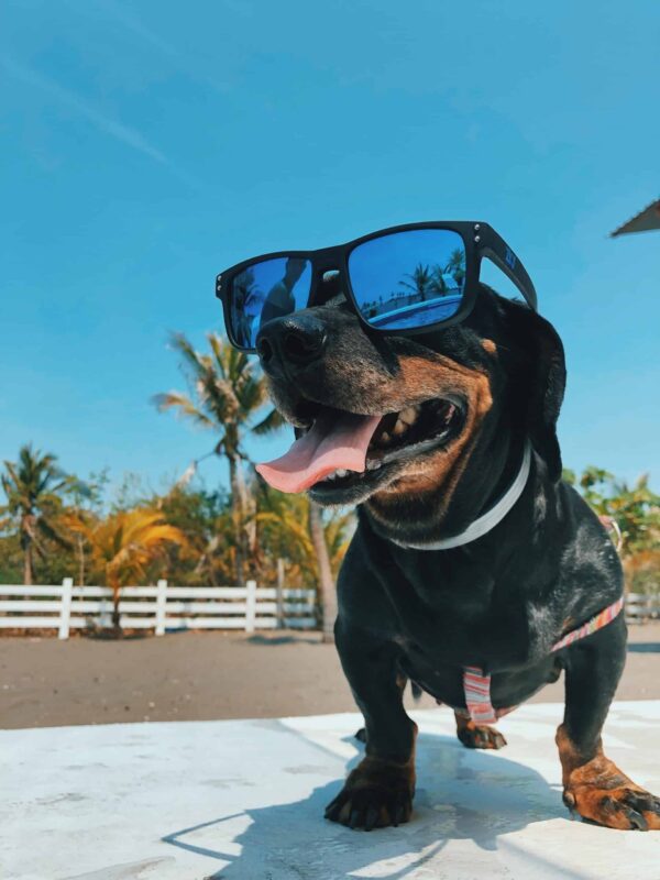 Dog Enjoying Summer | How to Keep Your Furry Friends Safe in the Summer Heat? | Evergreen Natural Pet