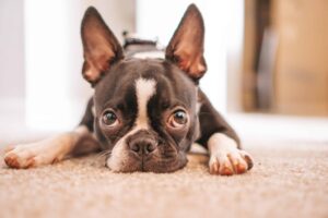 French bulldog looking sad | Could your dog be suffering from allergies? | Evergreen Natural Pet