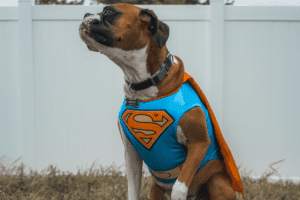 Boxer Dog in Superman Halloween Costume | dogs in costume | Evergeen Natural Pet