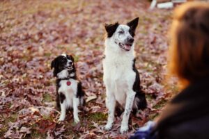 Two boarder collies | Thanksgiving Favorites - Dog Edition | Evergreen Natural Pet