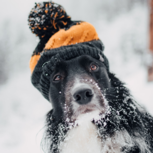 Boarder collie in the snow wearing a beanie | Winter Weather and Your Pup | Evergreen Natural Pet