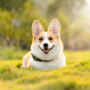 Corgi in a field of grass with sunshine | Valentine's day with your best friend | Evergreen Natural Pet