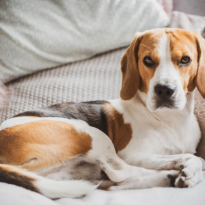 Beagle laying in bed | 6 springs cleaning tips for dog owners | Evergreen Natural Pet