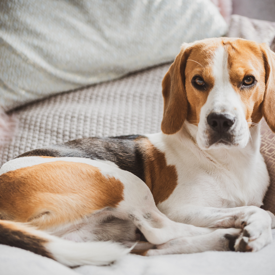 Beagle laying in bed | 6 springs cleaning tips for dog owners | Evergreen Natural Pet