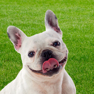 White french bulldog | What is CBD? | Evergreen Natural Pet