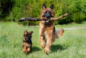 German shepherd adult and puppy running in a field of grass. Adult has a stick in its mouth. | What are the benefits of CBD for dogs? | Evergreen Natural Pet