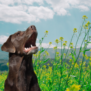 Chocolate lab smiliing in an outdoor setting | Is CBD safe for dogs? | Evergreen Natural Pet