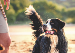 Happy Bernese Mountain Dog | Dog Health Essentials | Evergreen Natural Pet