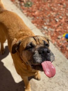 Shar Pei with tongue sticking out | Evergreen Natural Pet’s Product Helped Their Customers | Evergreen Natural Pet