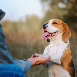 Happy Beagle | Understanding Your Dog's Body Language: How to Read Their Signals and Strengthen Your Bond | Evergreen Natural Pet