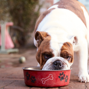 Bulldog eating food | How mushrooms can benefit your dog's health| Evergreen Natural Pet