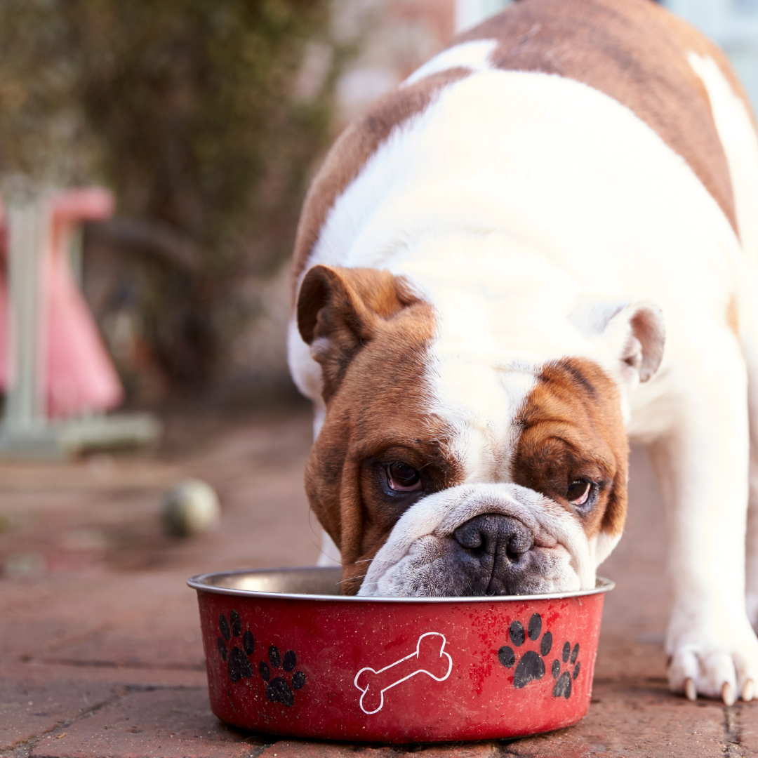 Bulldog eating food | How mushrooms can benefit your dog's health| Evergreen Natural Pet
