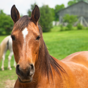 Brown Horse | How Can CBD Benefit Horses | Evergreen Natural Pet