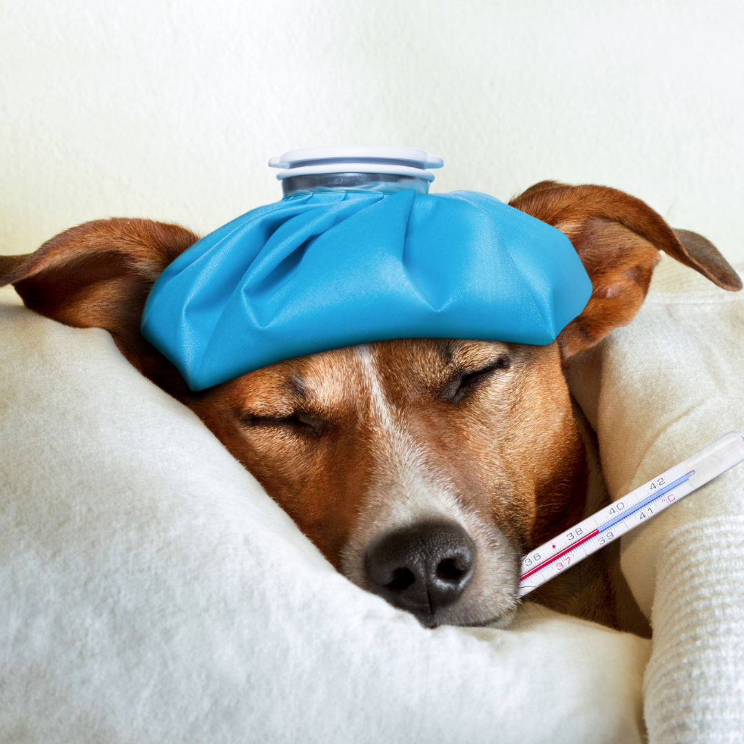Sick Dog | Preventing and Supporting Your Dog Against Bacterial and Viral Threats | Evergreen Natural Pet
